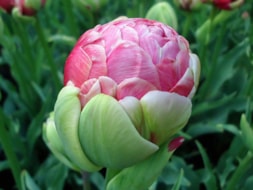Keukenhof (73)